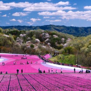 栃木県（芝ざくら公園・市貝町）